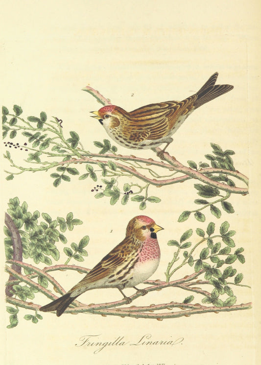 Monograph of British Birds Print