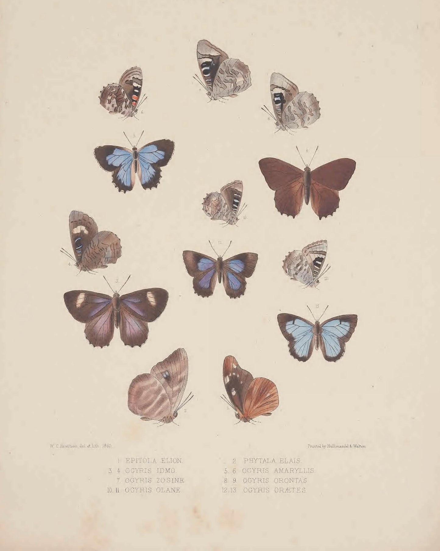 Study of Butterflies 1862 Print