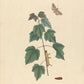 Insects II 1797 Print