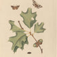 Insects I 1797 Print