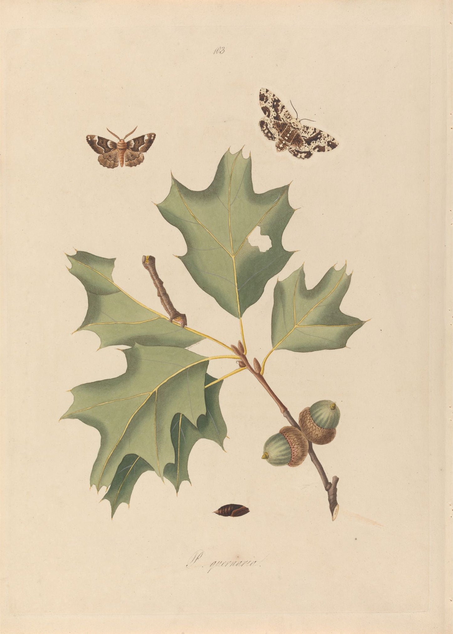 Insects I 1797 Print