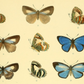 Study of Butterflies 1891 Print