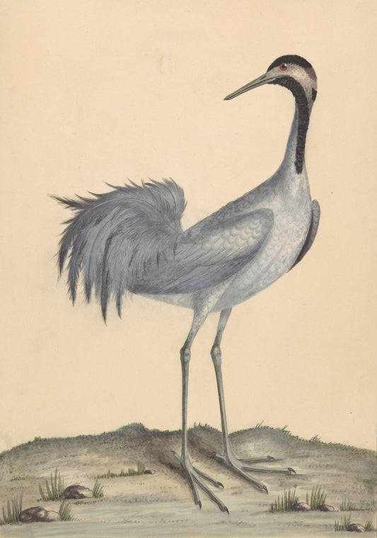 A Crane 1791 Print