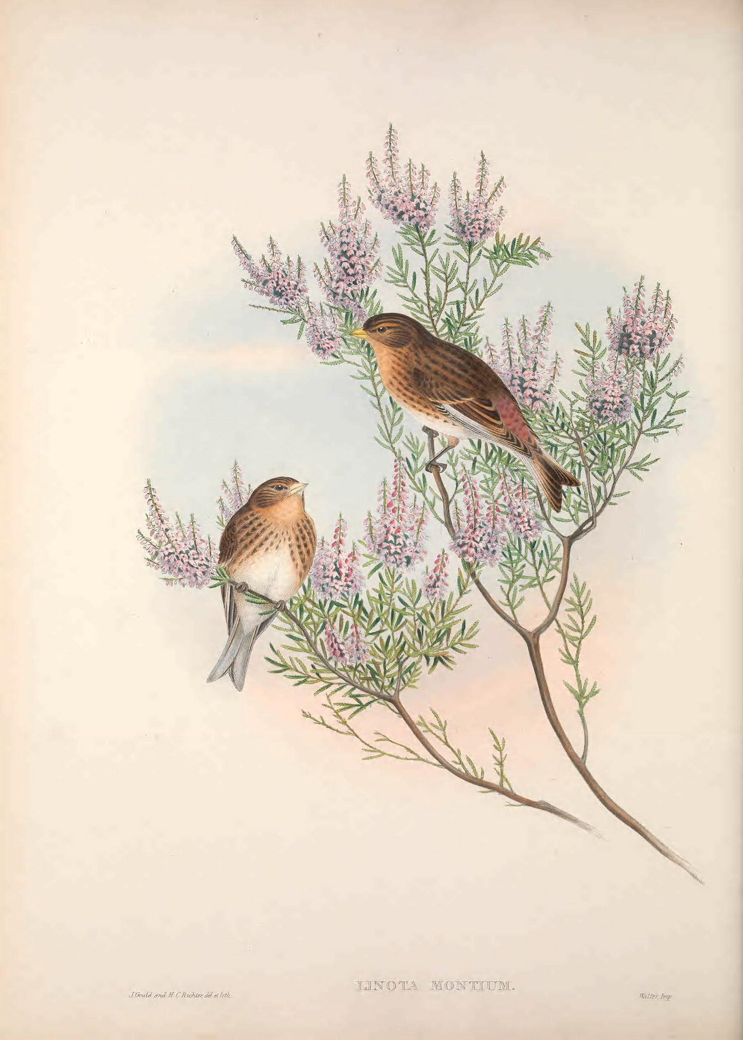 Birds of Great Britain Print