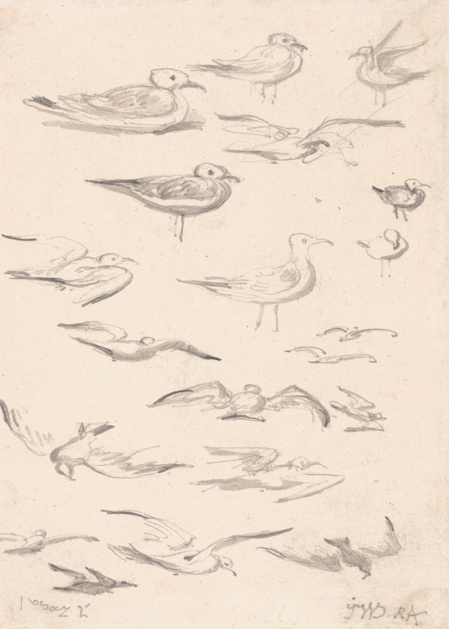 Studies of Gulls Print