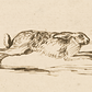 A Hare Running, with Ears Laid Back Print