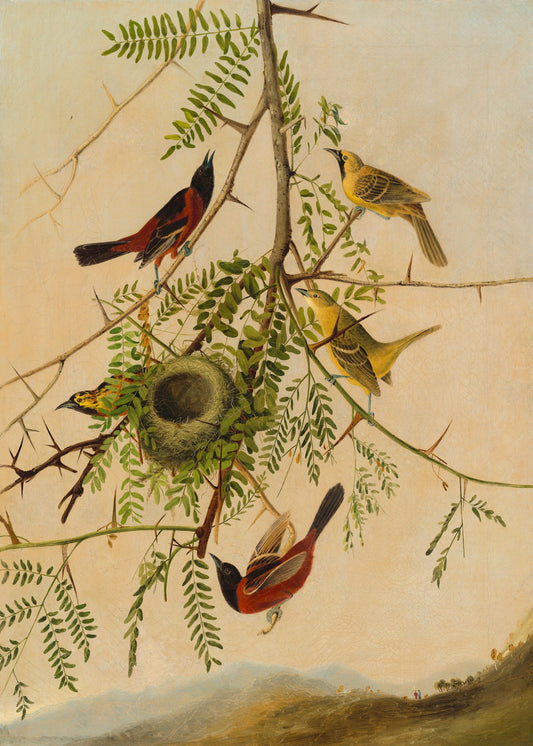 Orchard Oriole Print
