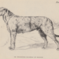 Irish Wolfhound Print