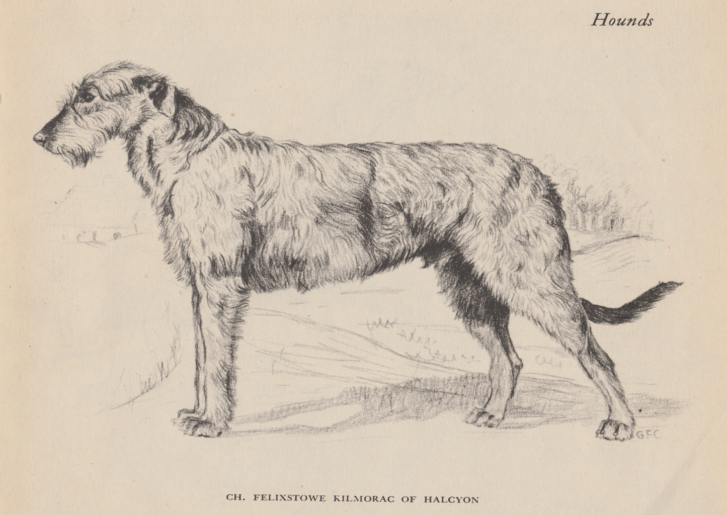 Irish Wolfhound Print