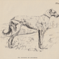 Scottish Deerhound Print