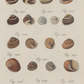 Shells II 1786 Print