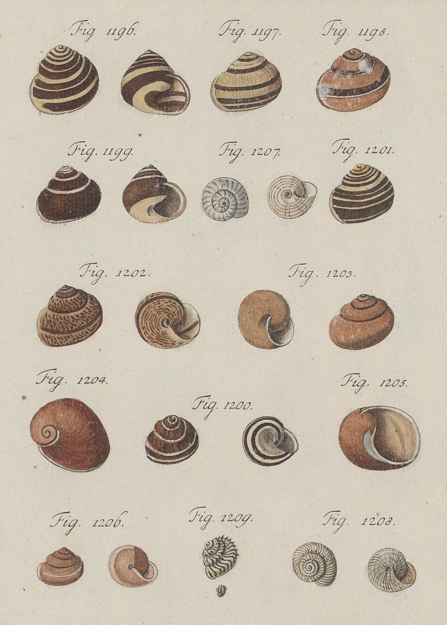 Shells II 1786 Print