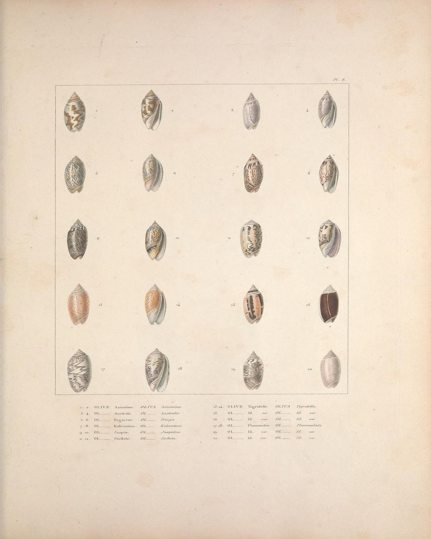 Marine Shells II 1835