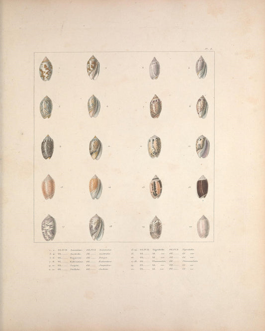 Marine Shells II 1835