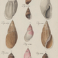 Shells I 1786 Print