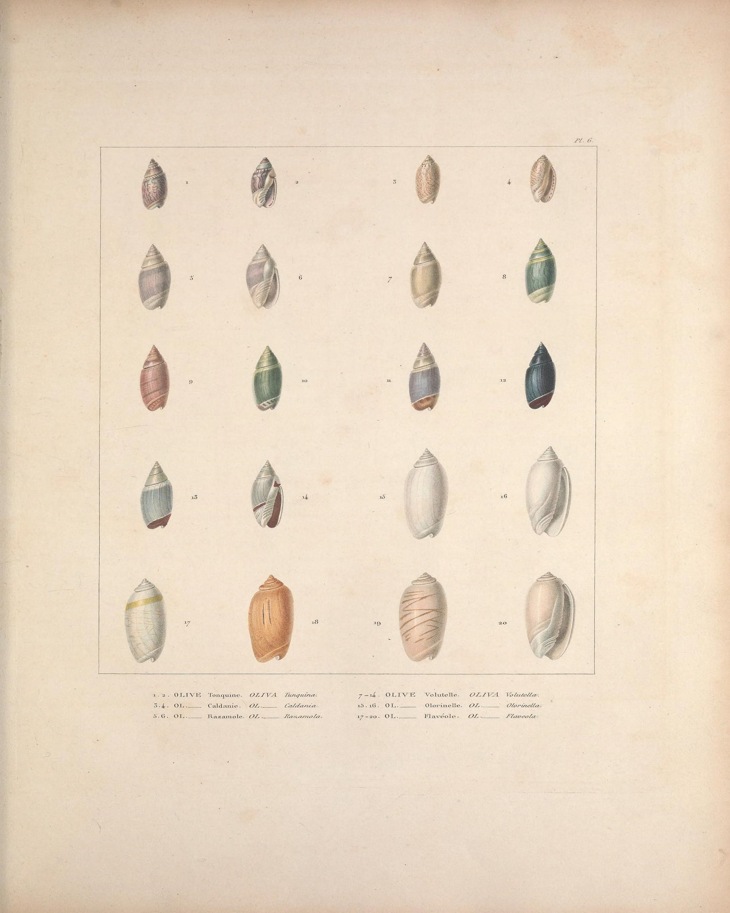 Marine Shells I 1835