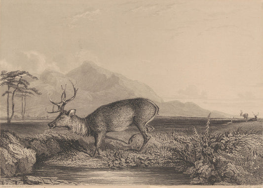 Stag at the Edge of a Pond Print