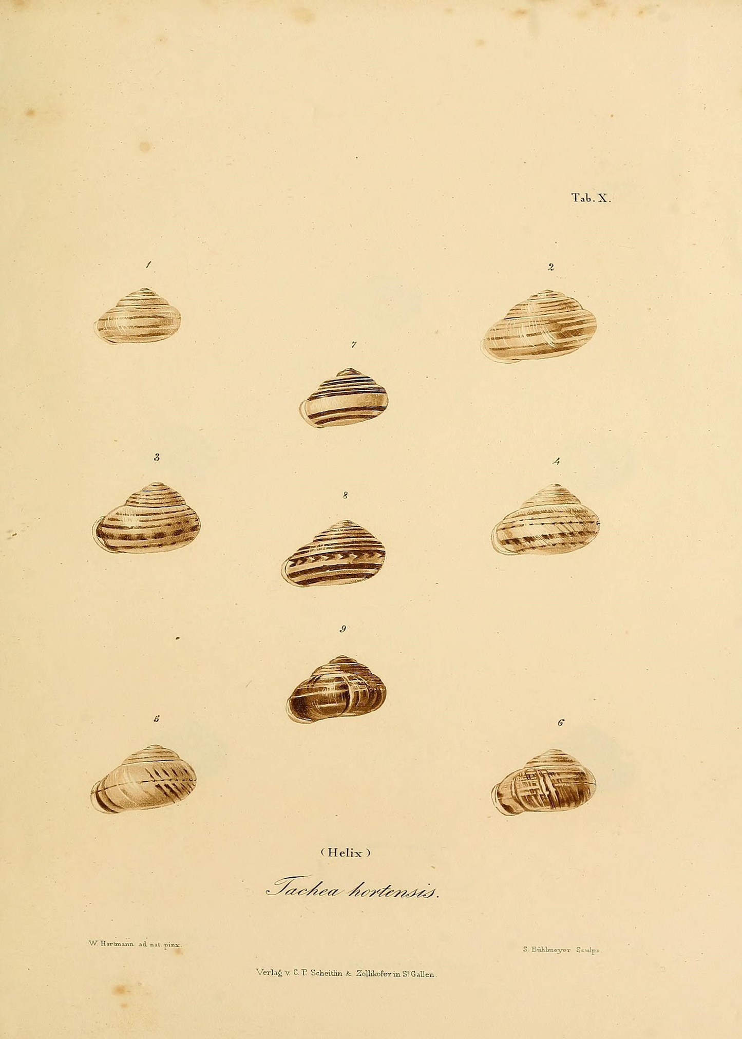 Study of Shells 1840