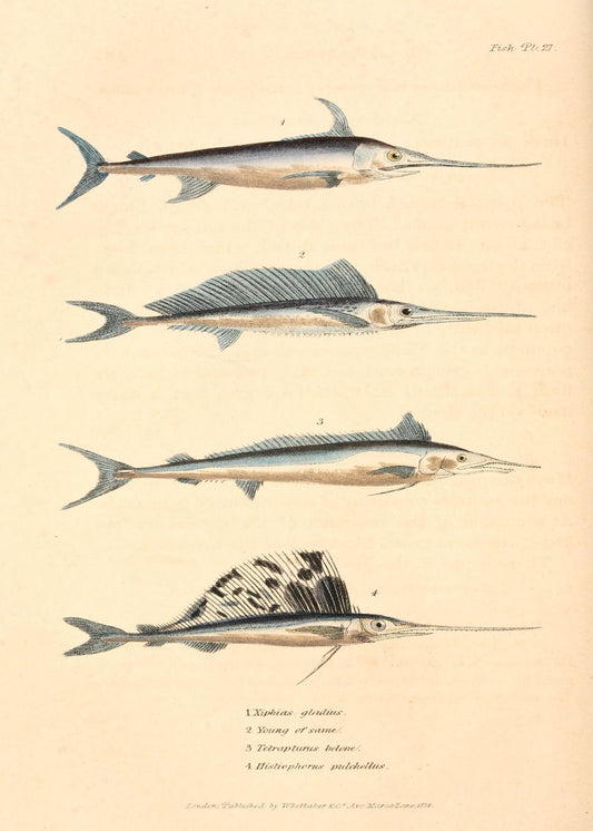 Swordfish 19th c. Print