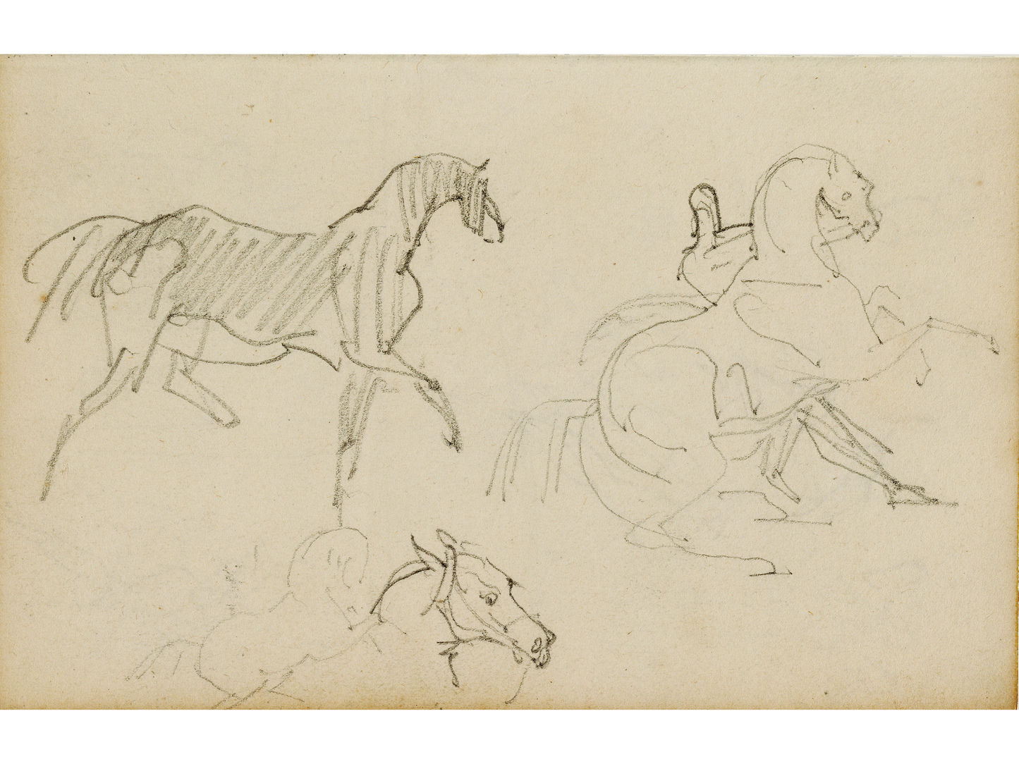 Three Horse Studies Print