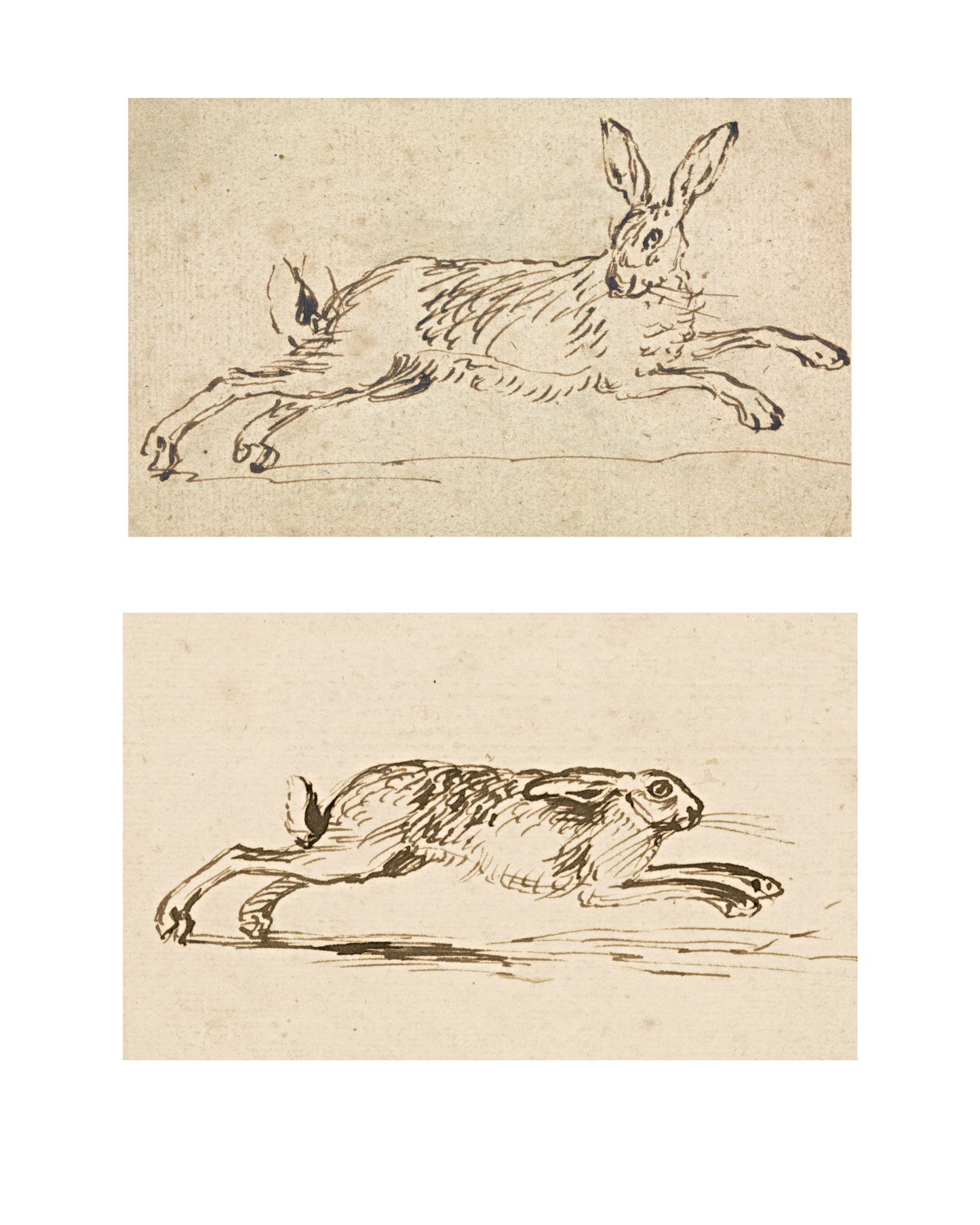 Hares Running Prints