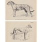 Irish Wolfhound & Scottish Deerhound Prints