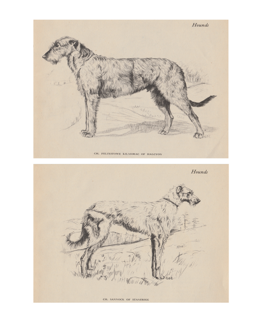 Irish Wolfhound & Scottish Deerhound Prints