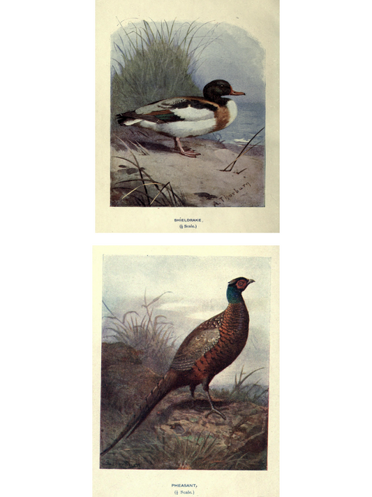 Wild Duck & Wild Pheasant Prints