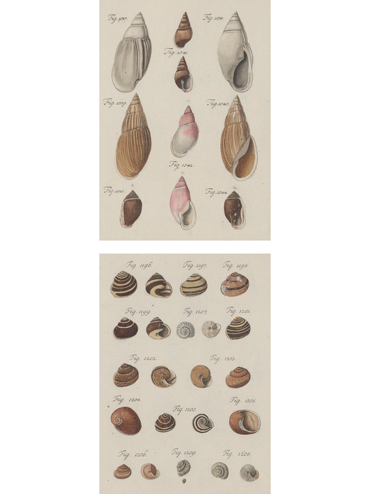 Shells I and II 1786 Prints