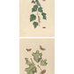 Insects I and II 1797 Prints