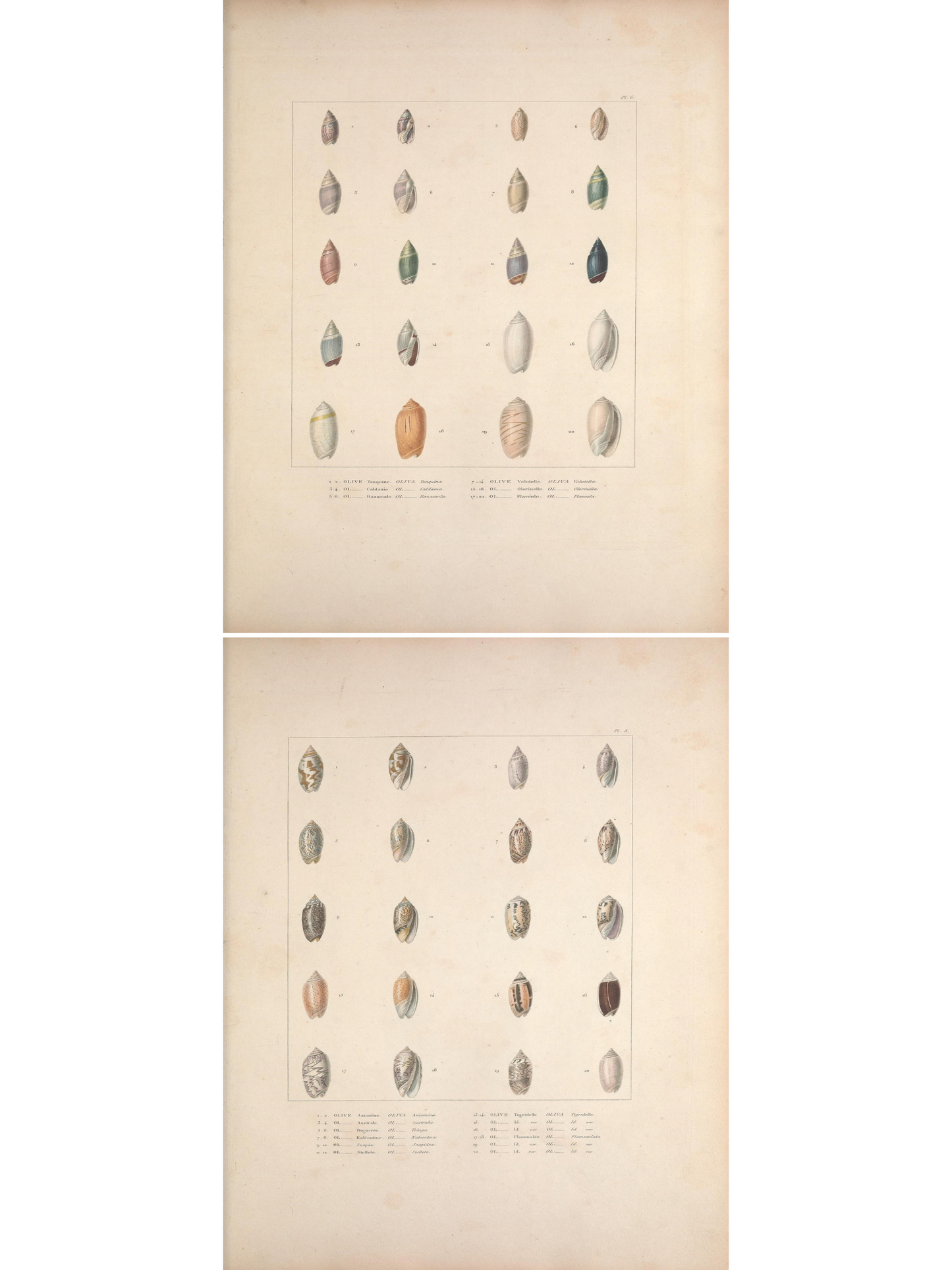 Marine Shells I and II 1835 Prints