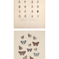 Marine Shells II 1835 and Study of Butterflies 1862 Prints