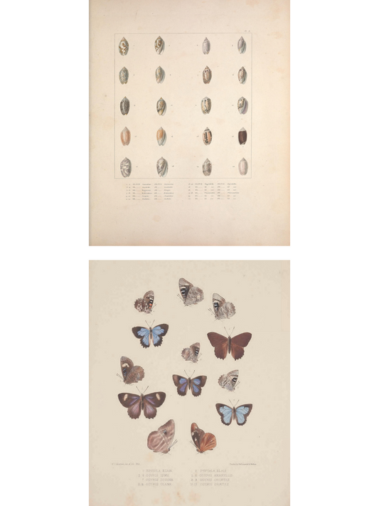 Marine Shells II 1835 and Study of Butterflies 1862 Prints