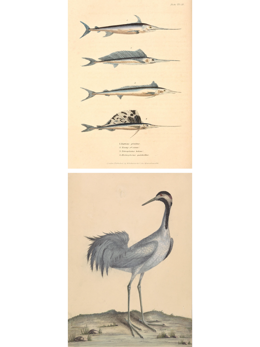 Swordfish and a Crane Prints