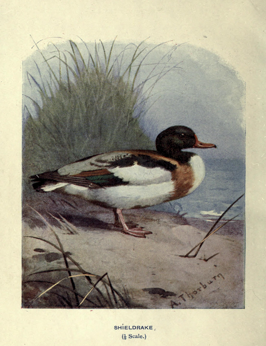 Wild Duck Print
