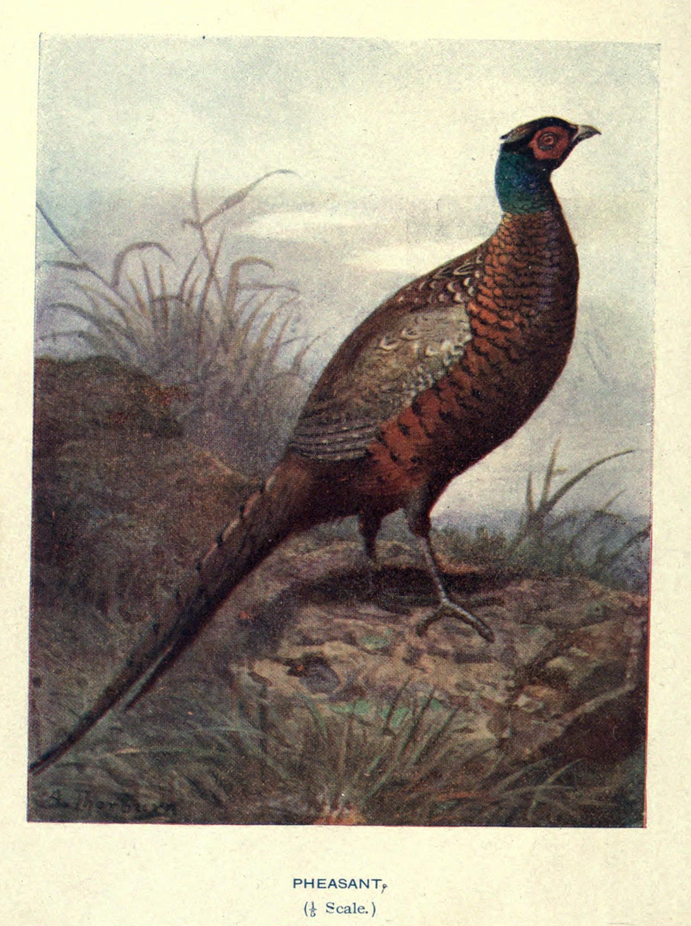 Wild Pheasant Print