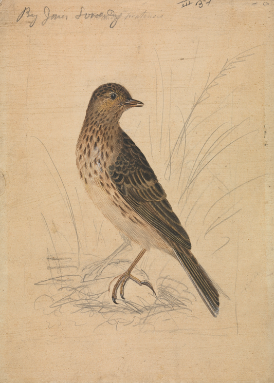 English Meadow Bird Print